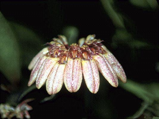 Bulbophyllum roxburghii