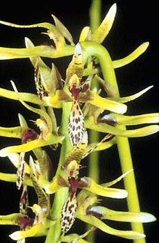 Bulbophyllum weddellii