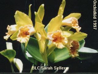 BLC Sarah Sellers