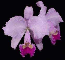 Cattleya trianaei