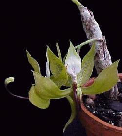 Cycnoches loddigesii