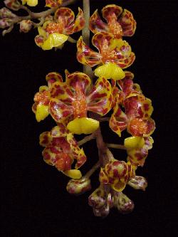 Oncidium nanum