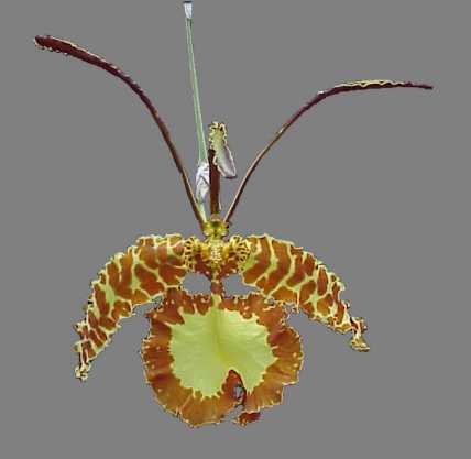 Psychopsis papilio Butterfly Orchid 