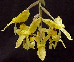 Stanhopea wardii