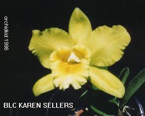 BLC Karen Sellers