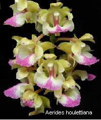 Aerides houlletiana