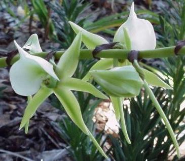 Angraecum eburneum orchid