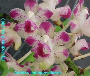 Aerides quinquivulnera