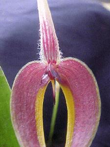 Bulbophyllum blumei 