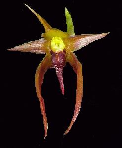 Bulbophyllum levanae