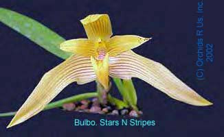 Bulbophyllum Stars N Stripes