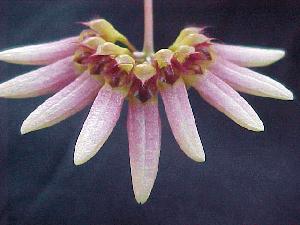 Bulbophyllum (Sunshine Queen X lepidum)