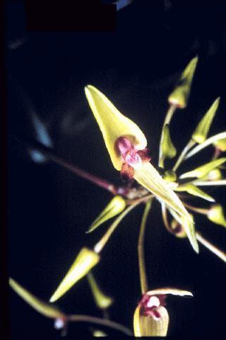 Bulbophyllum blepharistes