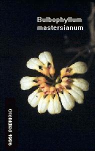 Cirrhopetalum masterianum