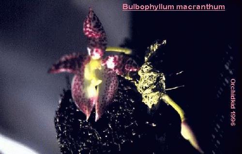 photo of Bulbophyllum macranthum