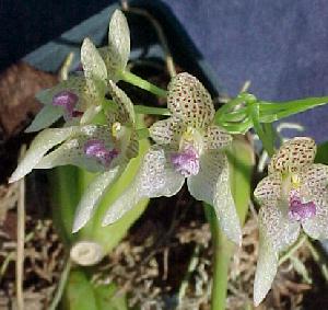 Bulbophyllum guttulatum