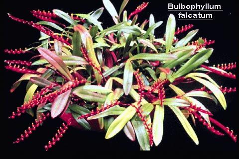 Bulbophyllum falcatum orchid