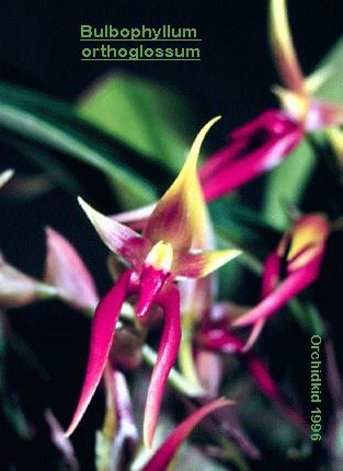 bulbophyllum orthoglossum