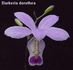 Barkeria dorotheae