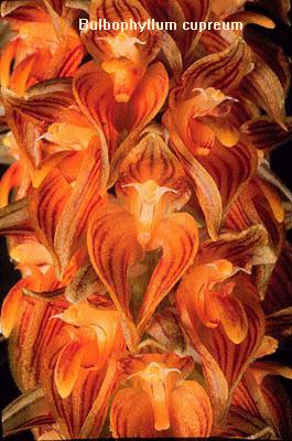 Bulbophyllum cupreum