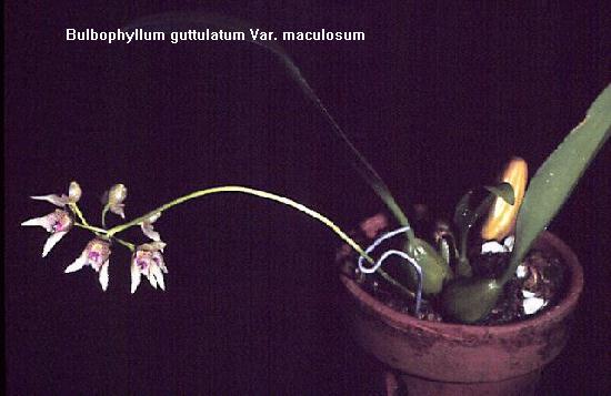 Bulbophyllum guttulatum