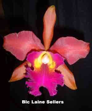 BLC Laine Sellers