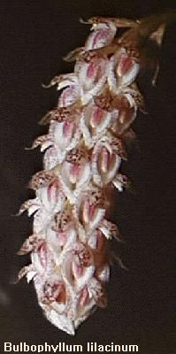 Bulbophyllum lilacinum