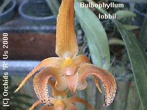 Bulbophyllum lobbii