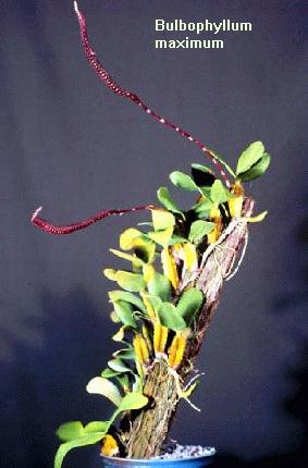 Bulbophyllum maxim 