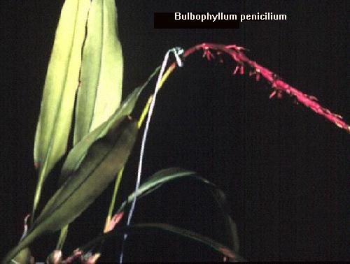 Bulbophyllum pencillium