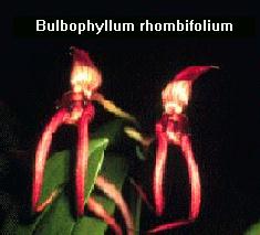  Bulbo. rhombifolium