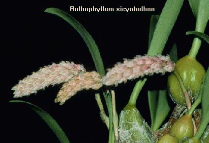 Bulbophyllum sicyobulbon