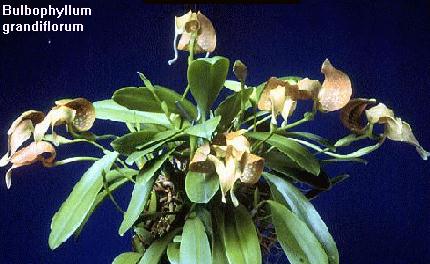 Bulbophyllum grandiflorum