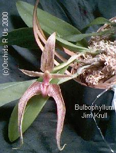 bulbophyllum jim krull