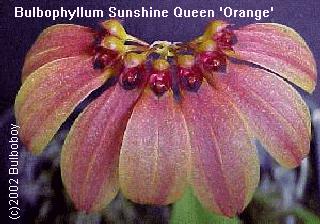 Cirrhopetalum Sunshine Queen 'Orange' 