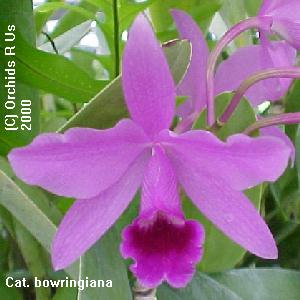 Cattleya bowringiana