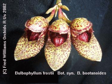 Bulbophyllum frostii