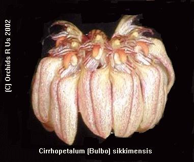 Bulbophyllum sikkimensis