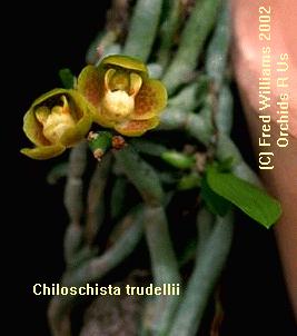 Chiloschista trudellii