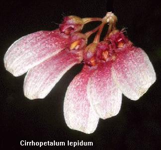 Cirrhopetalum lepidum