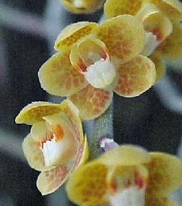 Chiloschista lunifera