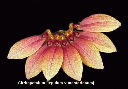 Cirrhopetalum (lepidum X masterianum)