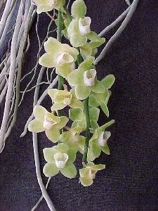 Chiloschista pusilla