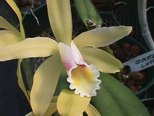 Cattleya luteola