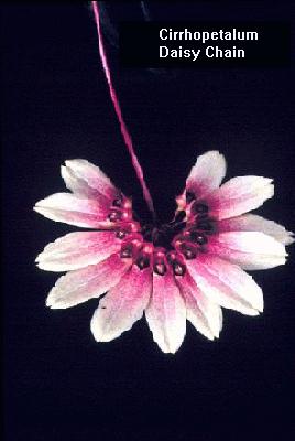 photo of Cirrhopetalum Daisy Chain