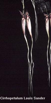 Photograph of Cirr. LOUIS SANDER