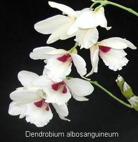 Dendrobium albosanguineum