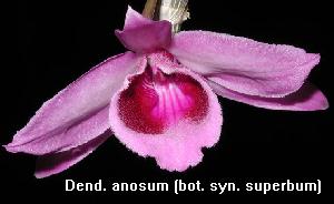 Dend. anosum , superbum