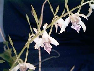 Dendrobium antennatum, Orchid