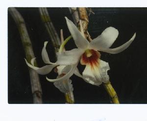 Dendrobium draconis